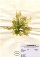 藏品(石蓴)的圖片